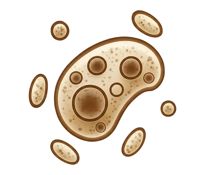 El material va siendo consumido por microorganismos